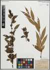 Foto von Salix pentandra L.